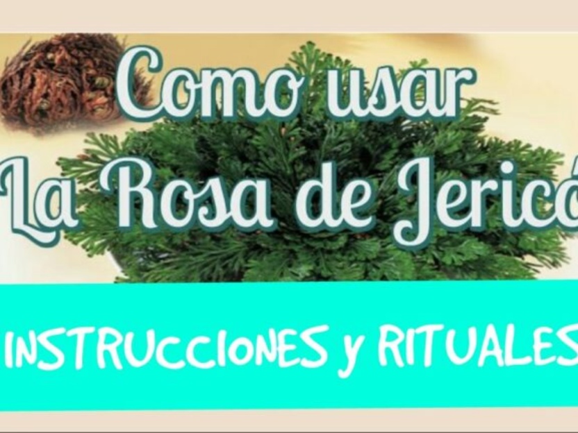 La Rosa de Jericó: Rituales y Oración para atraer energía positiva y prosperidad